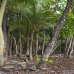 pool, rent, beach, house, Santa Teresa, Costa Rica